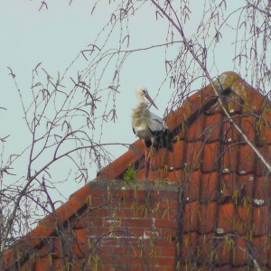 Storch